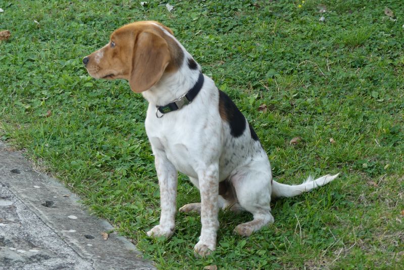 pet therapy video