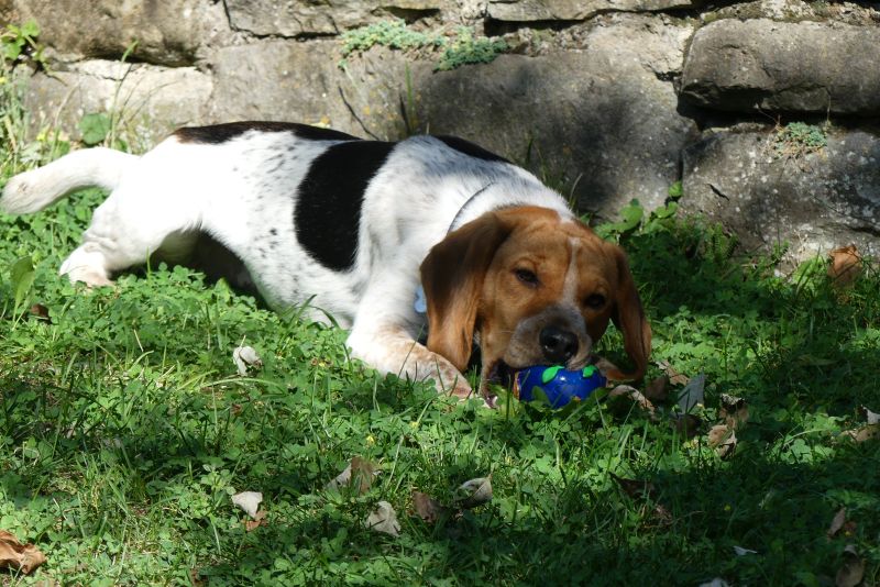 pet theray usata contro stress da covid